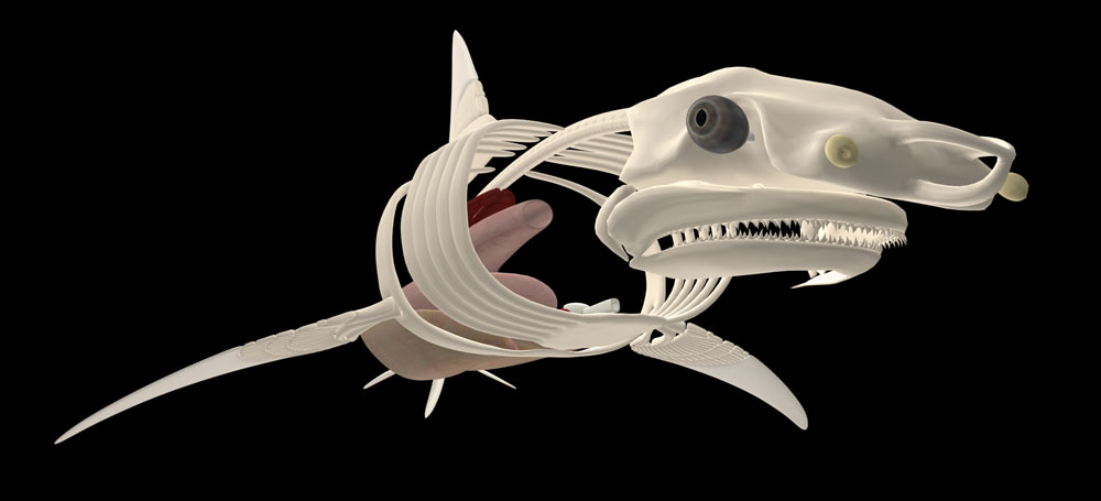 02-shark-skeleton.jpg